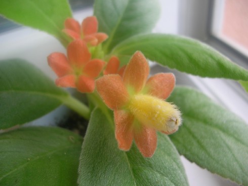 Cobananthus calochlamys.jpg