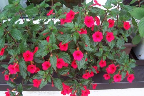 červený honzík.jpg