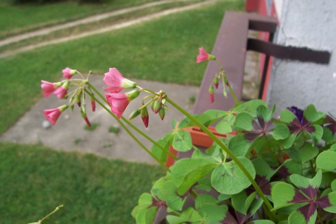 Oxalis3.jpg
