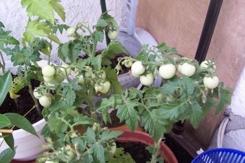 úroda rajčat na balkoně.jpg