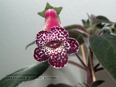Heartland's Blackberry Butterfly.jpg