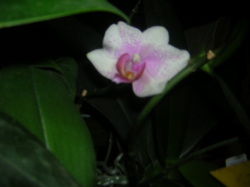 DSCN3913.JPG