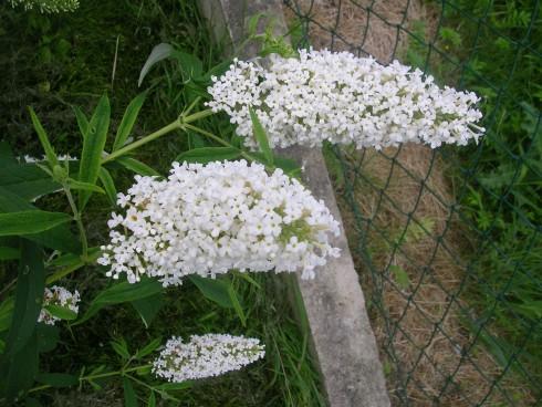 Buddleja.JPG