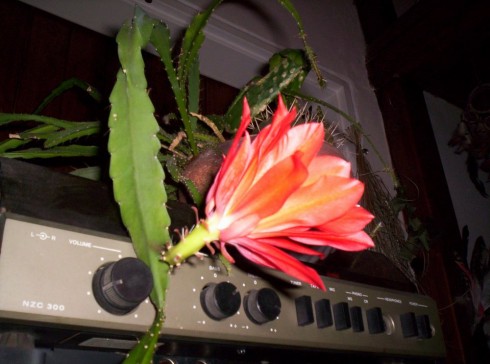 000_0956_2.JPG