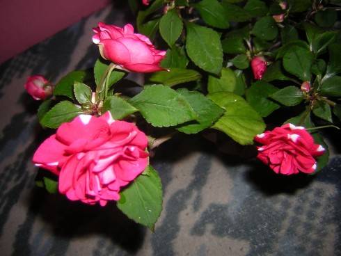 DSCN4295.JPG