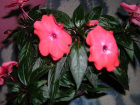 DSCN4300.JPG