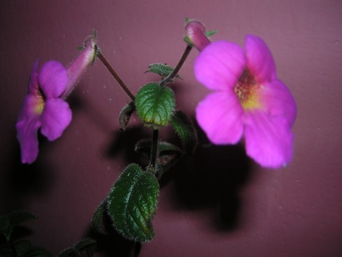 DSCN4302.JPG