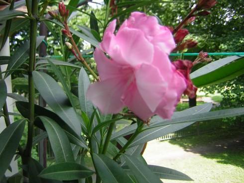 DSCN4304.JPG