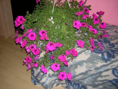 DSCN4305.JPG