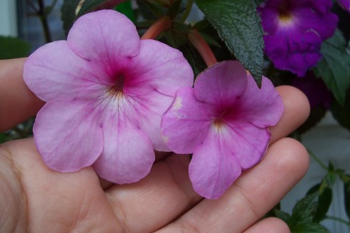 Peach Blossom.jpg