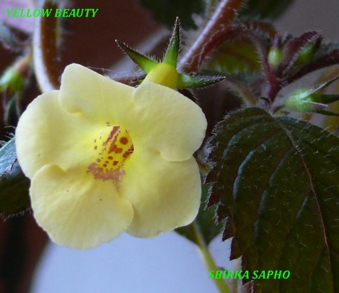 Yelllow Beauty.jpg