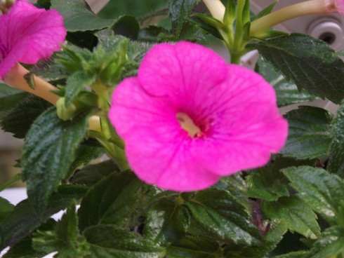 DSCF1732.jpg