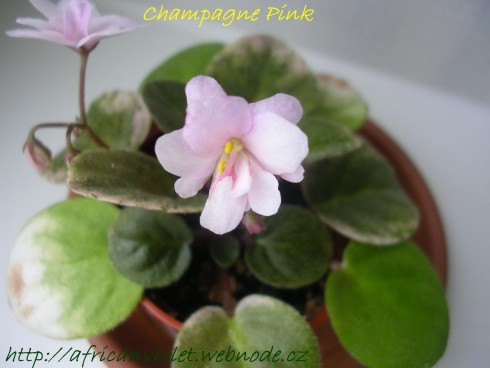 Champagne Pink.JPG