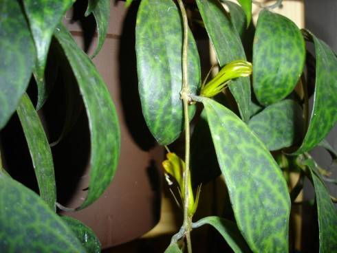 Aeschynanthus longicaulis.jpg