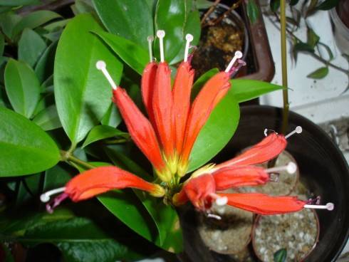 aeschynanthus.jpg