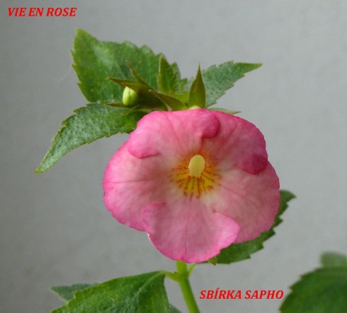 Vie en Rose.jpg