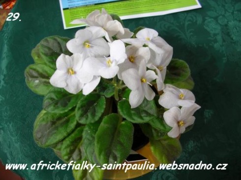 29_rostlina_original.jpg