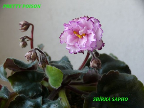 Pretty Poison.jpg