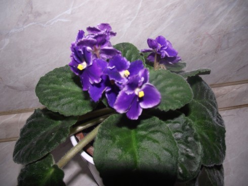 DSCF3156.jpg