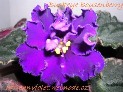 Buckeye Boysenberry.jpg