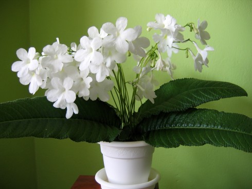 Maassen's White.jpg