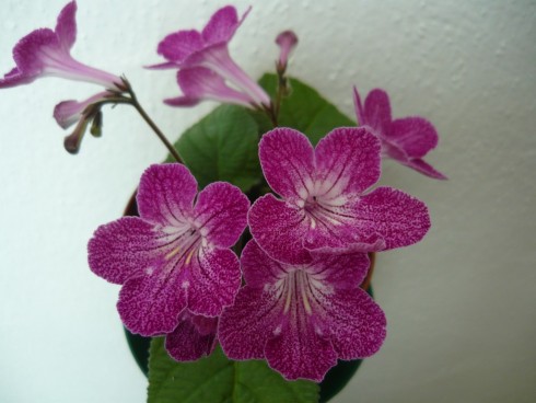 Bristol's Tiger Lily.jpg
