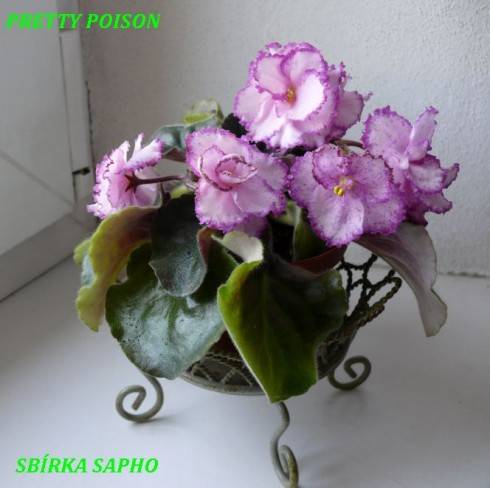 Pretty Poison.jpg
