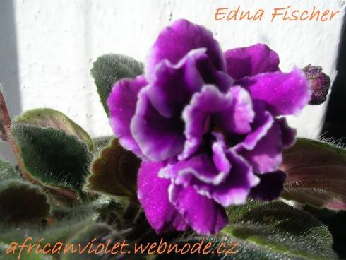 Edna Fischer.jpg