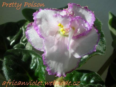 Pretty Poison.jpg