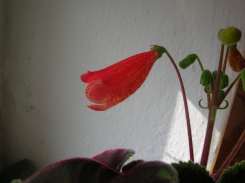 Smithiantha zebrina.jpg