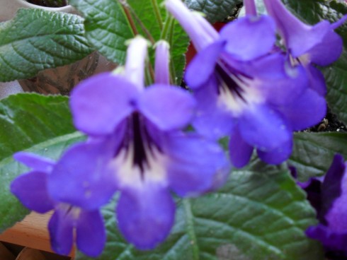 srpen 2010 029.jpg