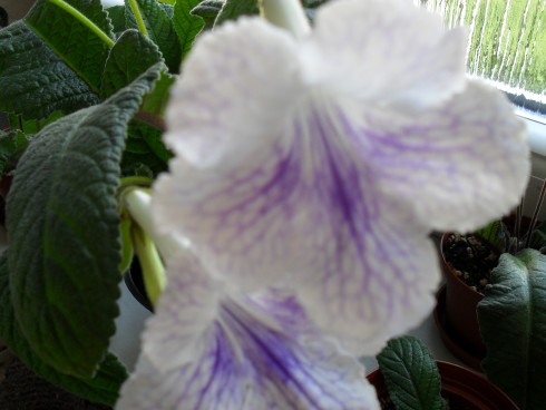 srpen 2010 030.jpg