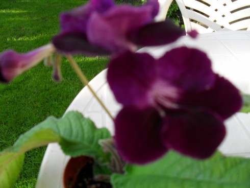 srpen 2010 078.jpg