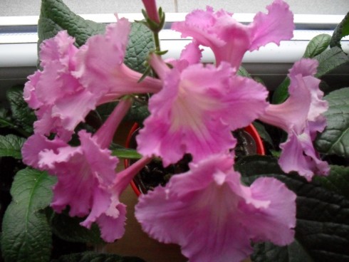 srpen 2010 105.jpg