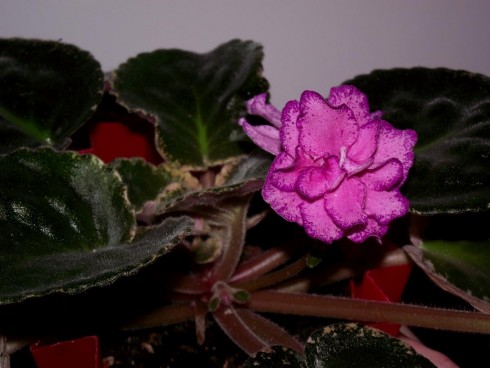 Buckeye Colossal.jpg