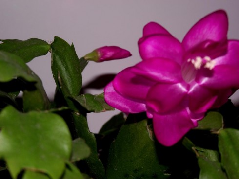 DSCF4101.jpg