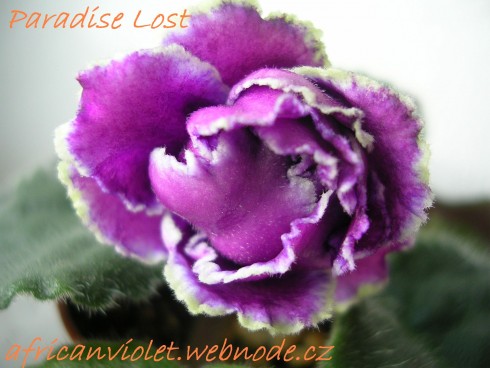 Paradise Lost.jpg