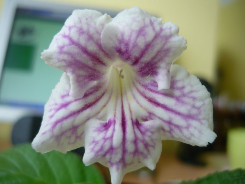Bristol's Agitated Eel.jpg