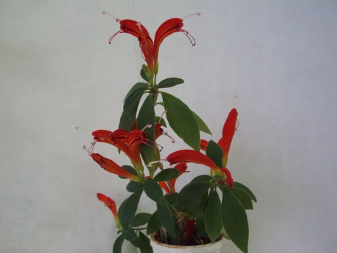 aeschynanthus.jpg
