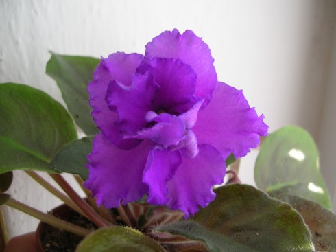 Plum Lacy.jpg