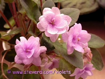 Little Orchid.jpg