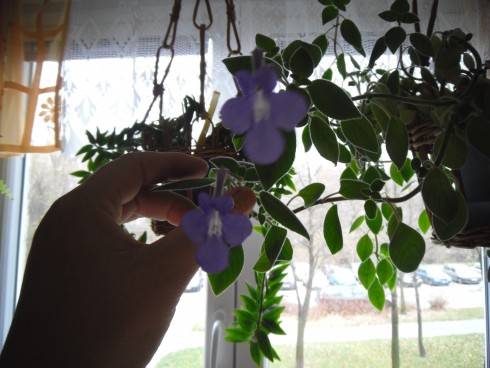 Streptocarpus saxorum.jpg