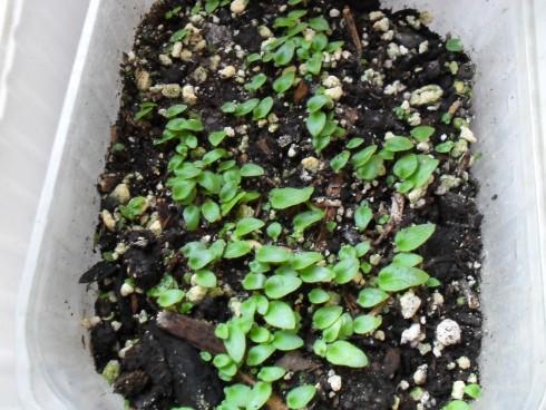 duben2010 009.jpg