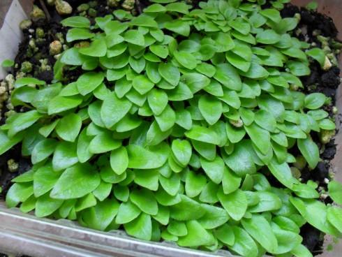 duben2010 010.jpg
