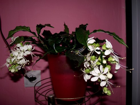 DSCF5290.jpg