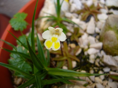 P.alpina.JPG