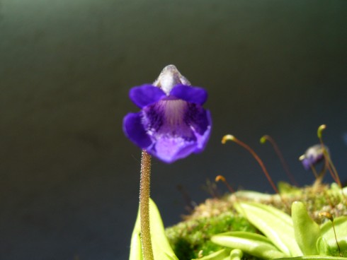 P.grandiflora-květ.JPG