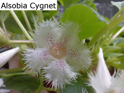 Alsobia Cygnet.jpg