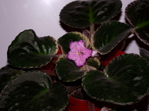 Buckeye Colossal.jpg