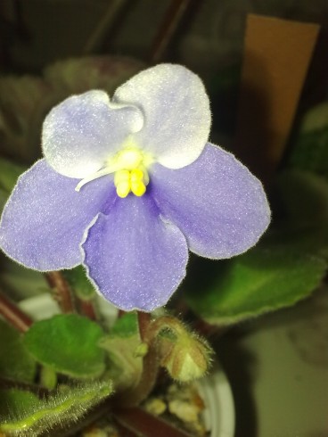 Obraz0834.jpg